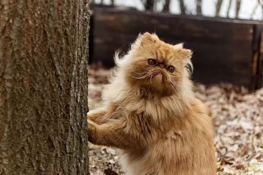 What breed of cat can you see in the photo?