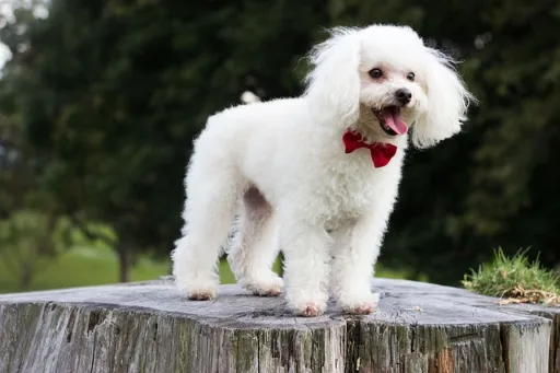 What breed of dog can you see in the photo?